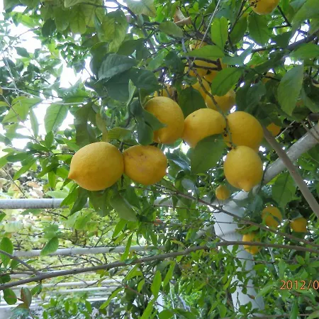 Luxury Seaside With A Classic Mediterranean Olive Garden, A Fully Equipped Professional Kitchen, Pool, Sauna, Padle Boards And Canoe - Miolin House ヴィラ トロギール